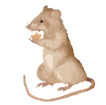 Rat